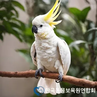 앵무새 분양 가격 키우기 분양 수명 먹이 성격 종류_16