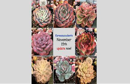 바람꽃 다육식물원