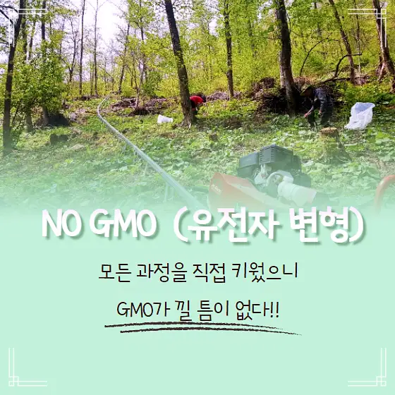 6시내고향 강원도 태백 저탄수 비건 만두 노미트 산채만두 감자떡 감자옹심이 파는 곳 전국 택배 온라인 전화 주문 추천