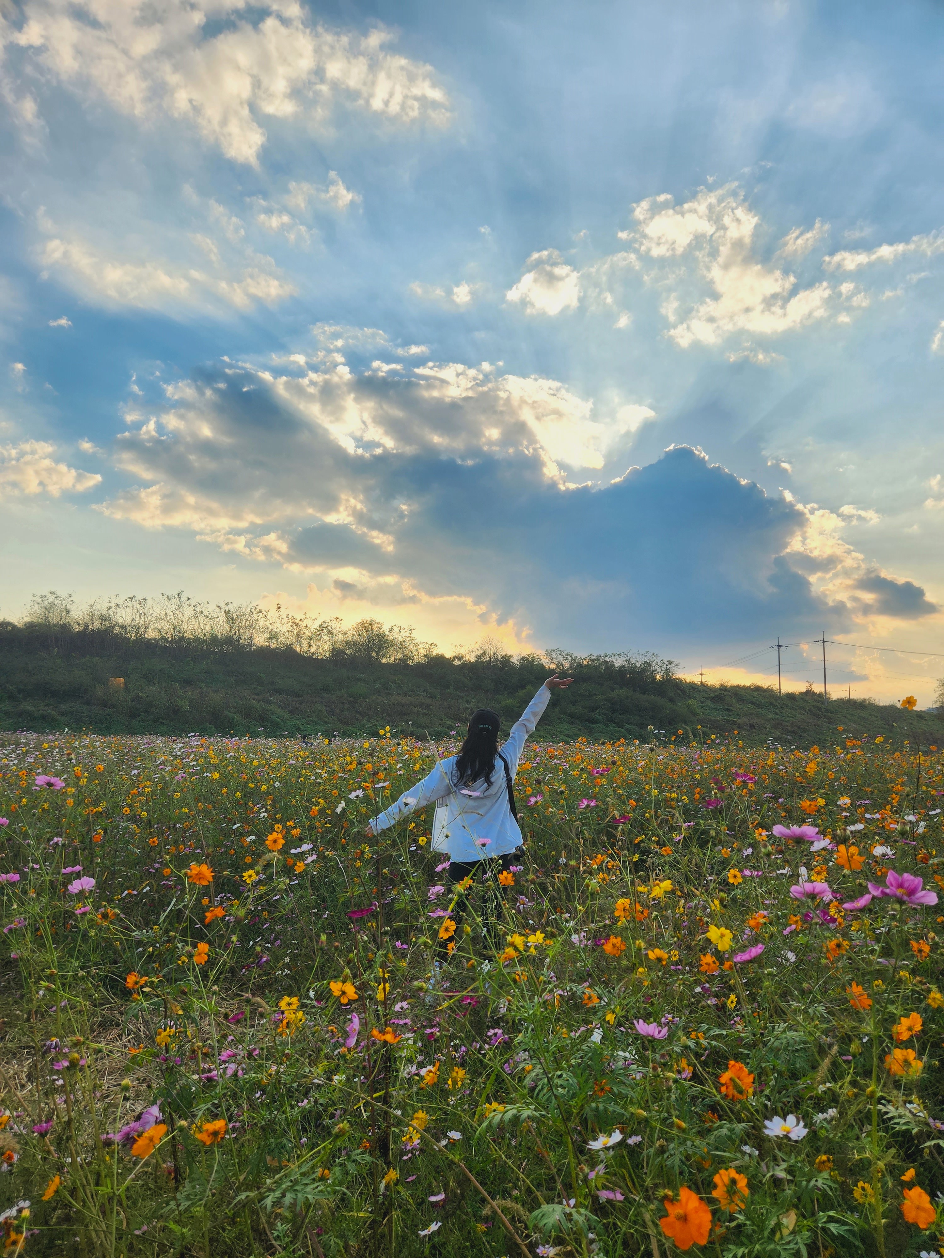  코스모스 만개 &amp;#39;세종 숲뜰근린공원&amp;#39;