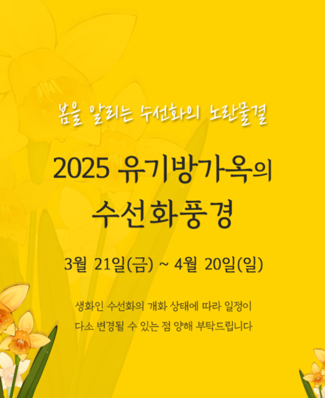 서산 유기방가옥 수선화 축제 기간 개화 총정리