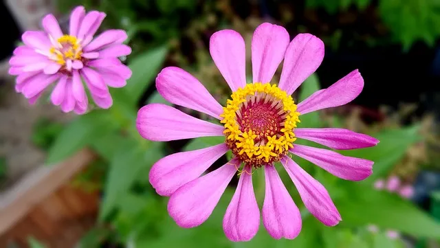 화무십일홍 뜻과 화무십일홍 권불십년 花無十日紅 자료집_4