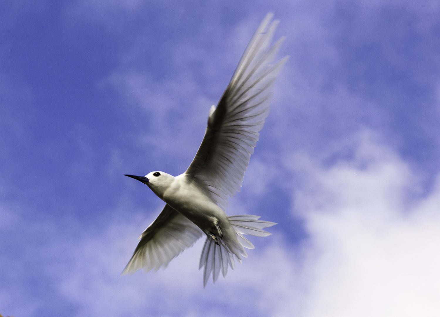 괌 흰제비갈매기