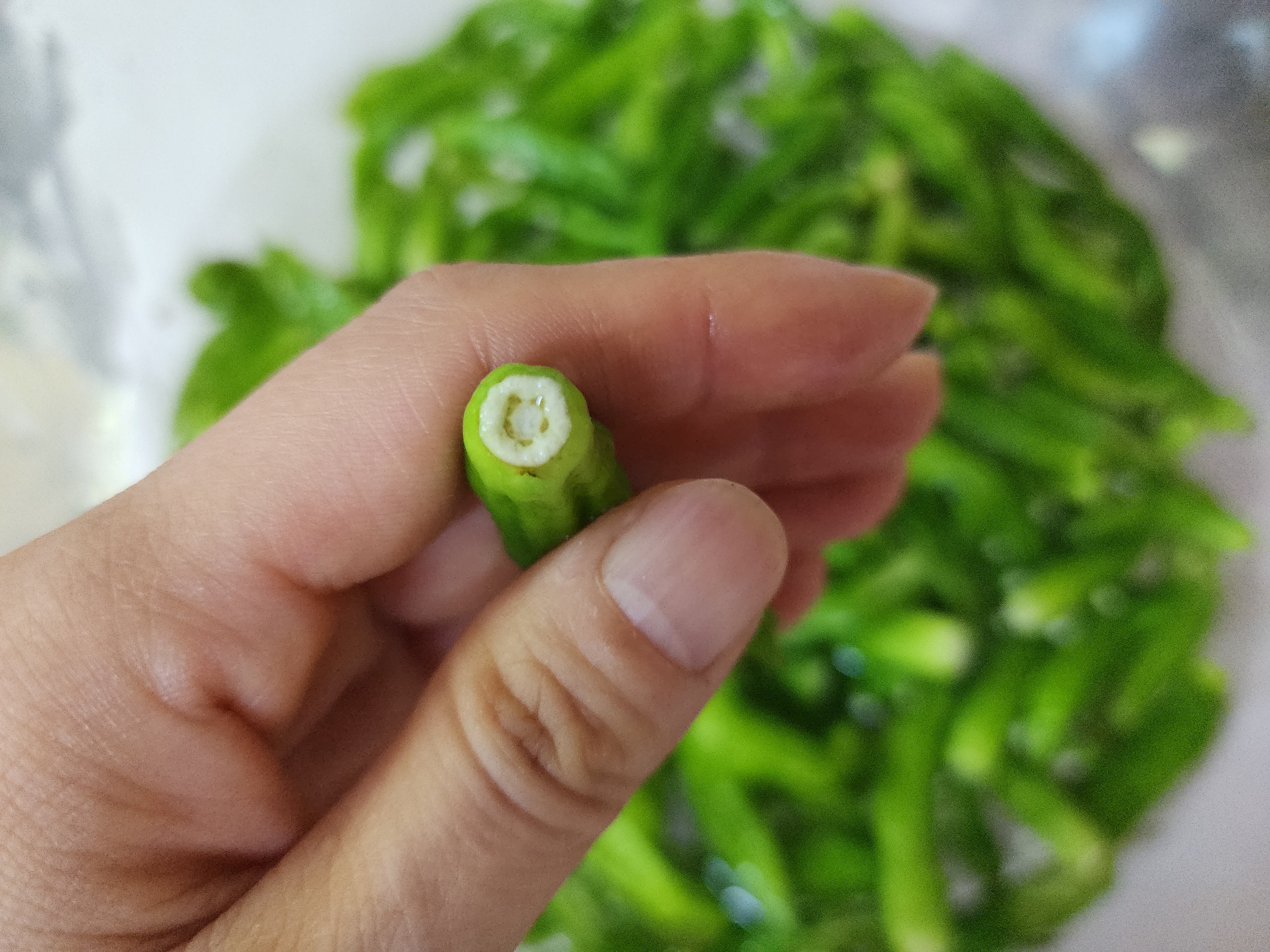 꽈리고추 멸치볶음 황금레시피