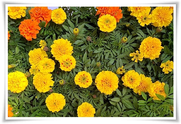 화초 "메리골드(금잔화)" 가을 정원에 황금빛 행복을 심어 보세요!
