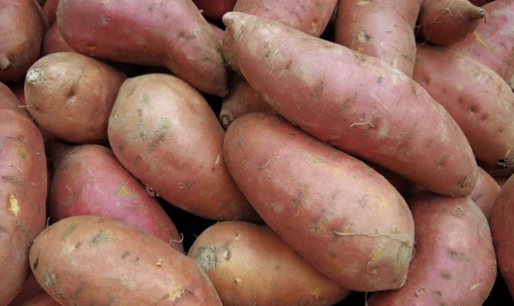 ⑧ 고구마(Sweet Potato)