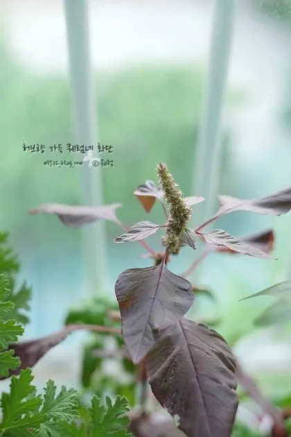 아마란스 재배 직파 요령 잎과 곡립 겸용 수확_4