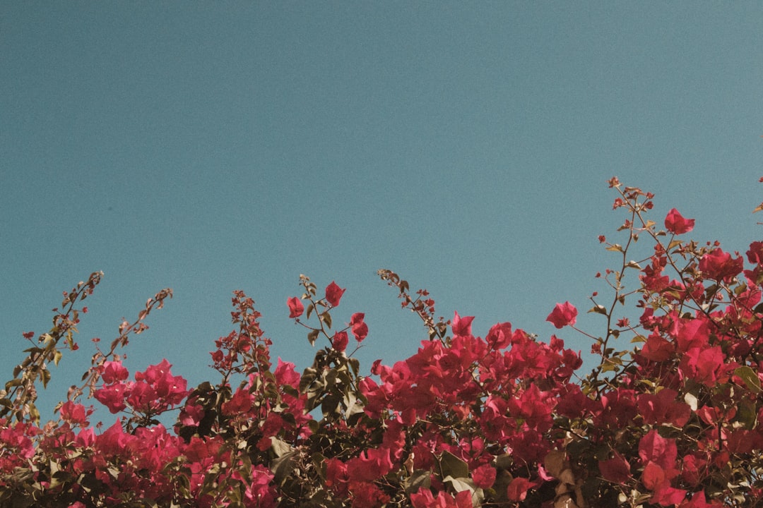ballad