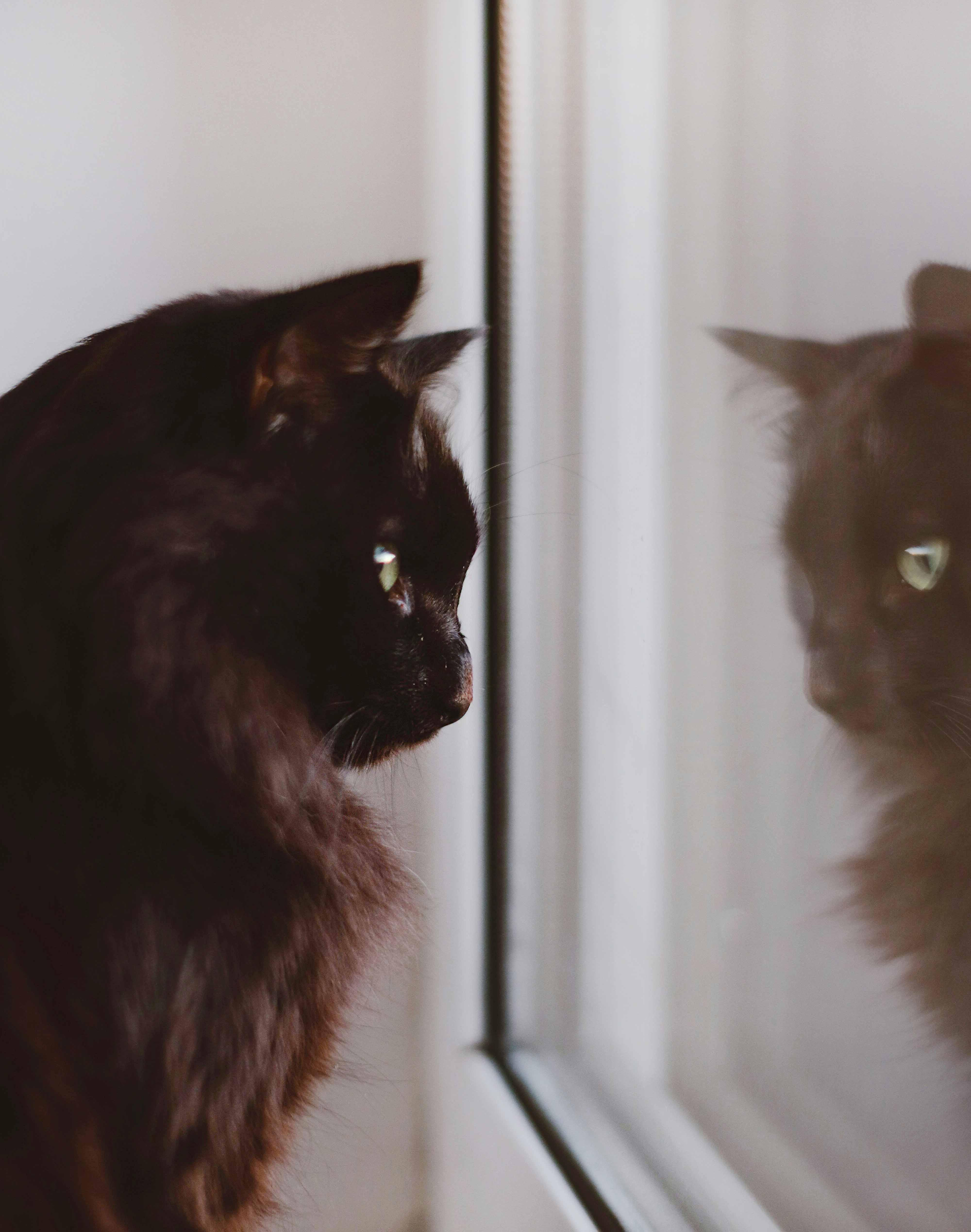 고양이를 위한 방묘창 관련 사진