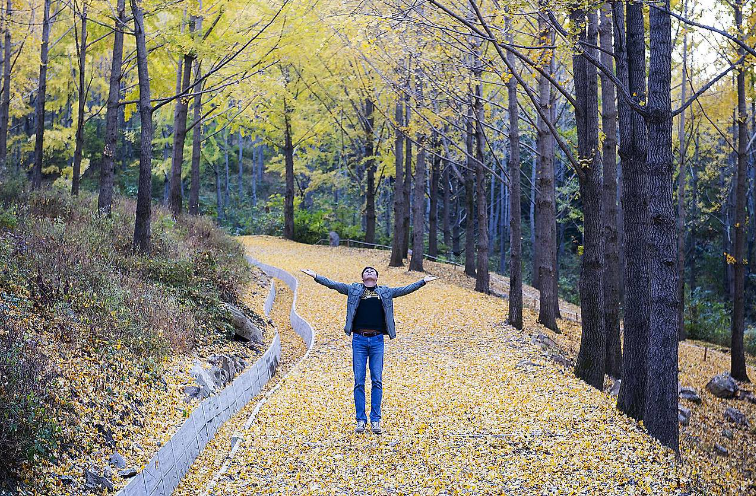 에버랜드 은행나무숲 예약