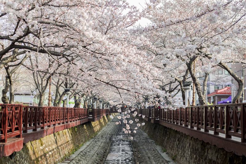 2025 진해 군항제 주차