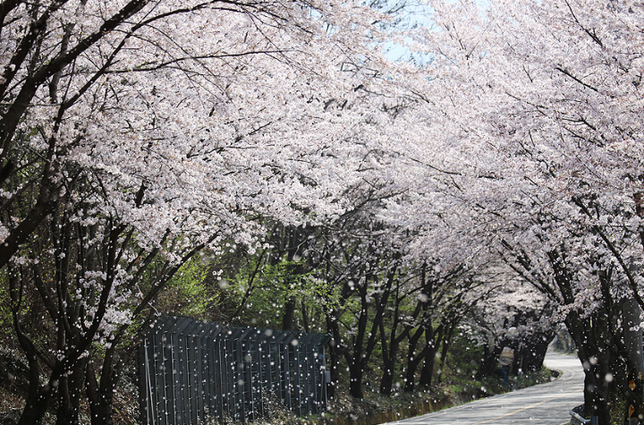 하동 십리벚꽃길