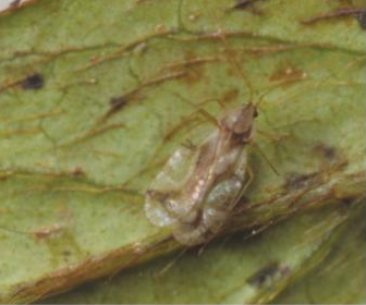 진달래방패벌레