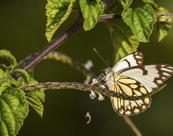 2025 함평 나비대축제