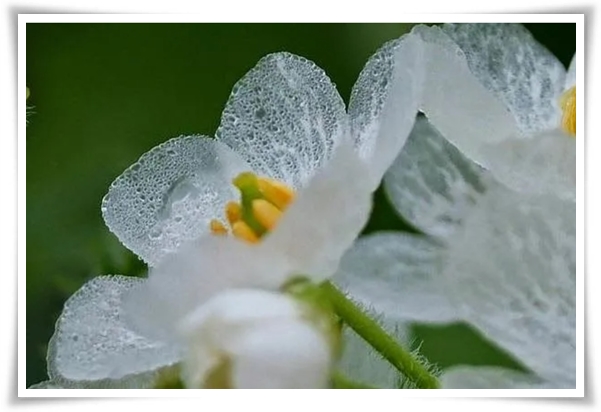 "산하엽" 비에 젖으면 투명해지는 숲 속의 보석 신기한 마법의 꽃!
