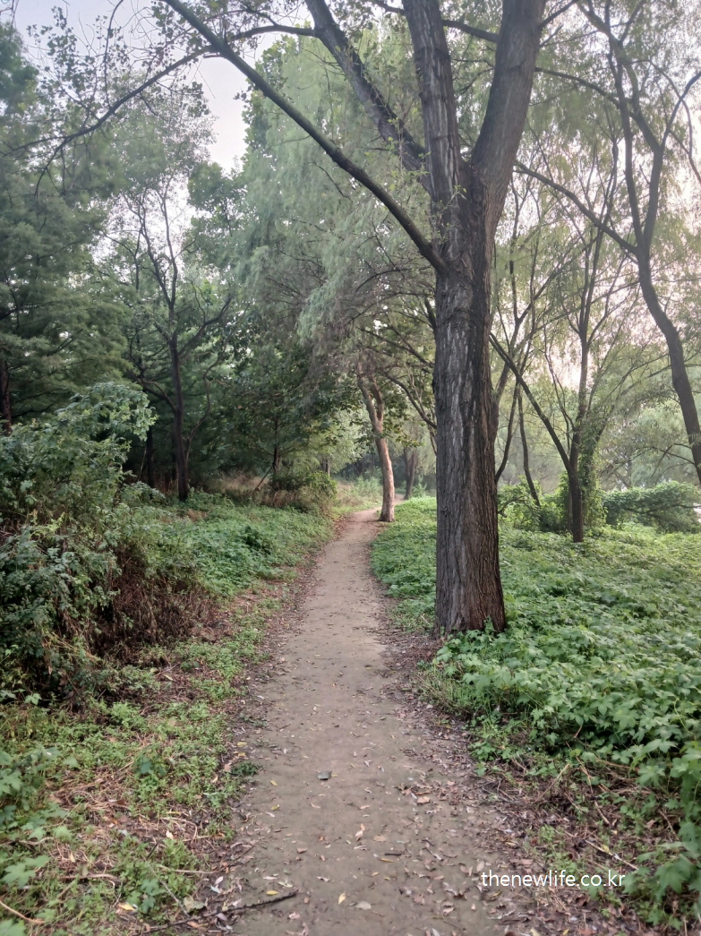서울 맨발 걷기 좋은 장소 &ndash; 암사생태공원의 숲속 흙길 맨발 걷기 코스