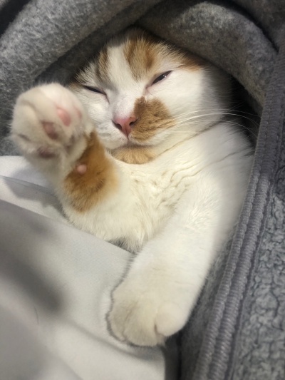 잠자는고양이