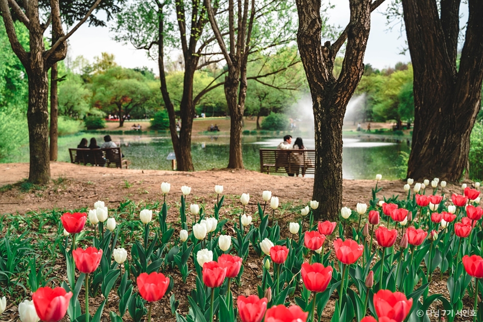 서울숲 공원 피크닉