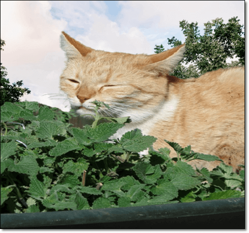 고양이 개박하