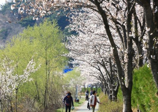 시흥 벚꽃