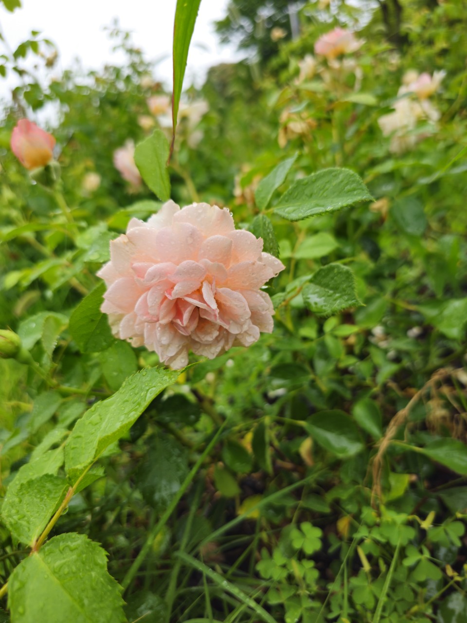 북유럽 장애인 주거 지원 제도