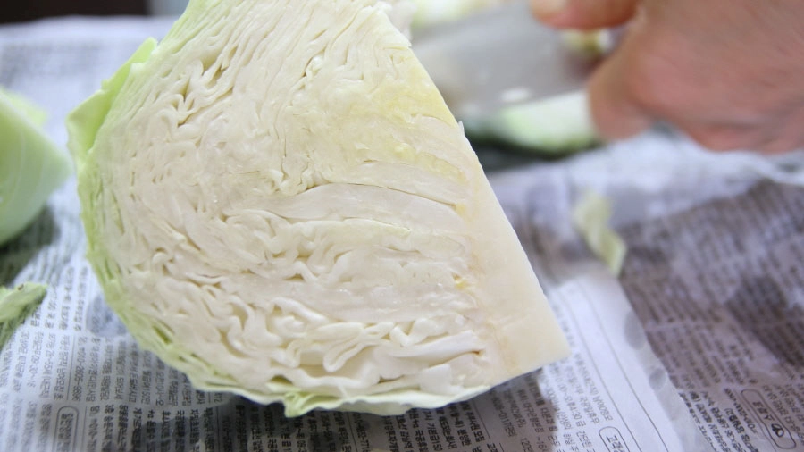 양배추 자른 모습