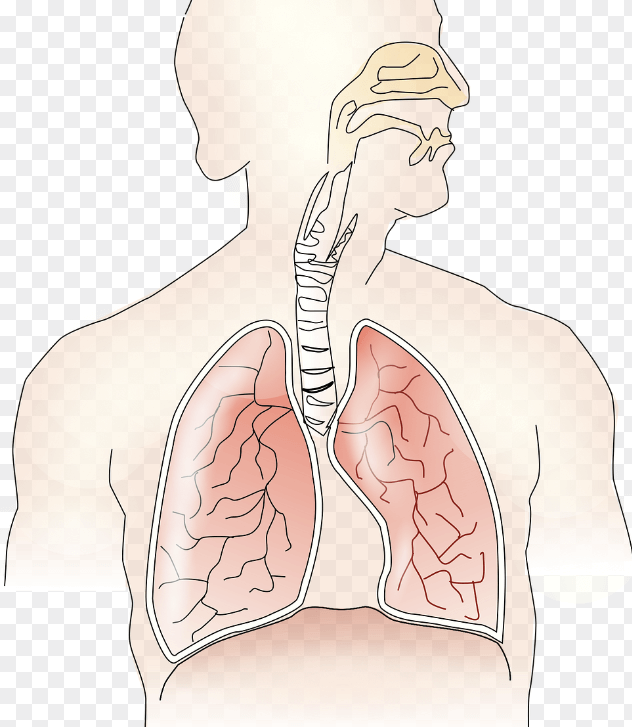 폐렴 예방접종 최신 백신 비교 (프리베나13, 프리베나20, 프로디악스23)