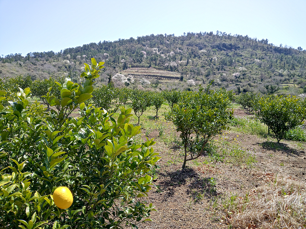 올레9코스: 화순 귤농장길