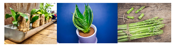 사포닌함유 식물