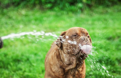 호스의 물을 마시는 나폴리탄 마스티프.