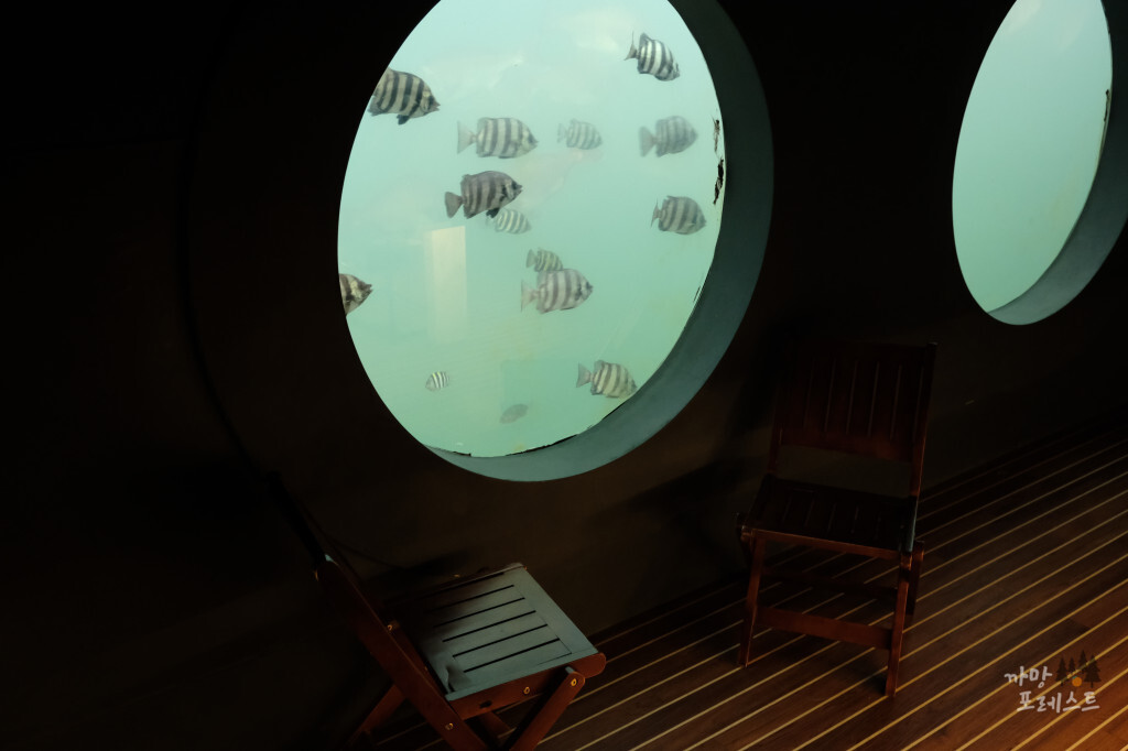 카페더씨 잠수함 물고기