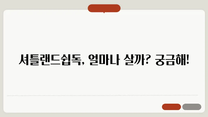 셔틀랜드쉽독 수명 알아보기