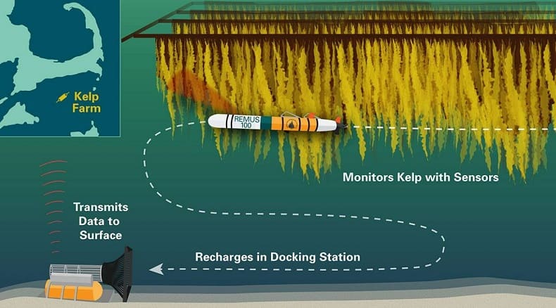 [#세계는 양식장 건설 붐] 세계 최초 대규모 해조류 양식장 수확 성공 VIDEO: Dutch seaweed farmers boast first offshore mechanical harvest
