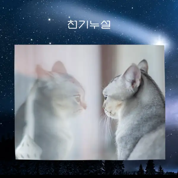 자신의 분신을 보는 꿈 해몽