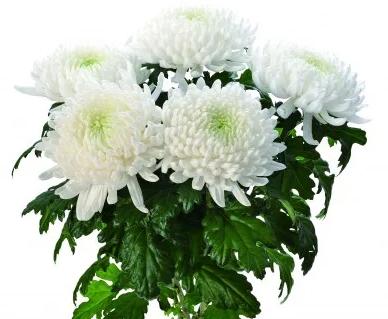 가을에 피는 꽃 토끼풀-국화