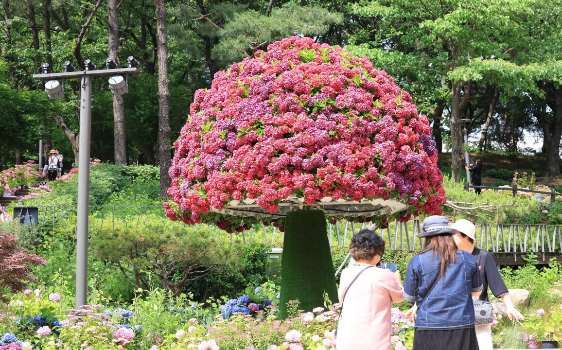 서울 노원 초안산 수국동산