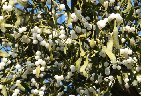 겨우살이 열매가 나무가지에 무수히 매달려 있는 사진입니다.