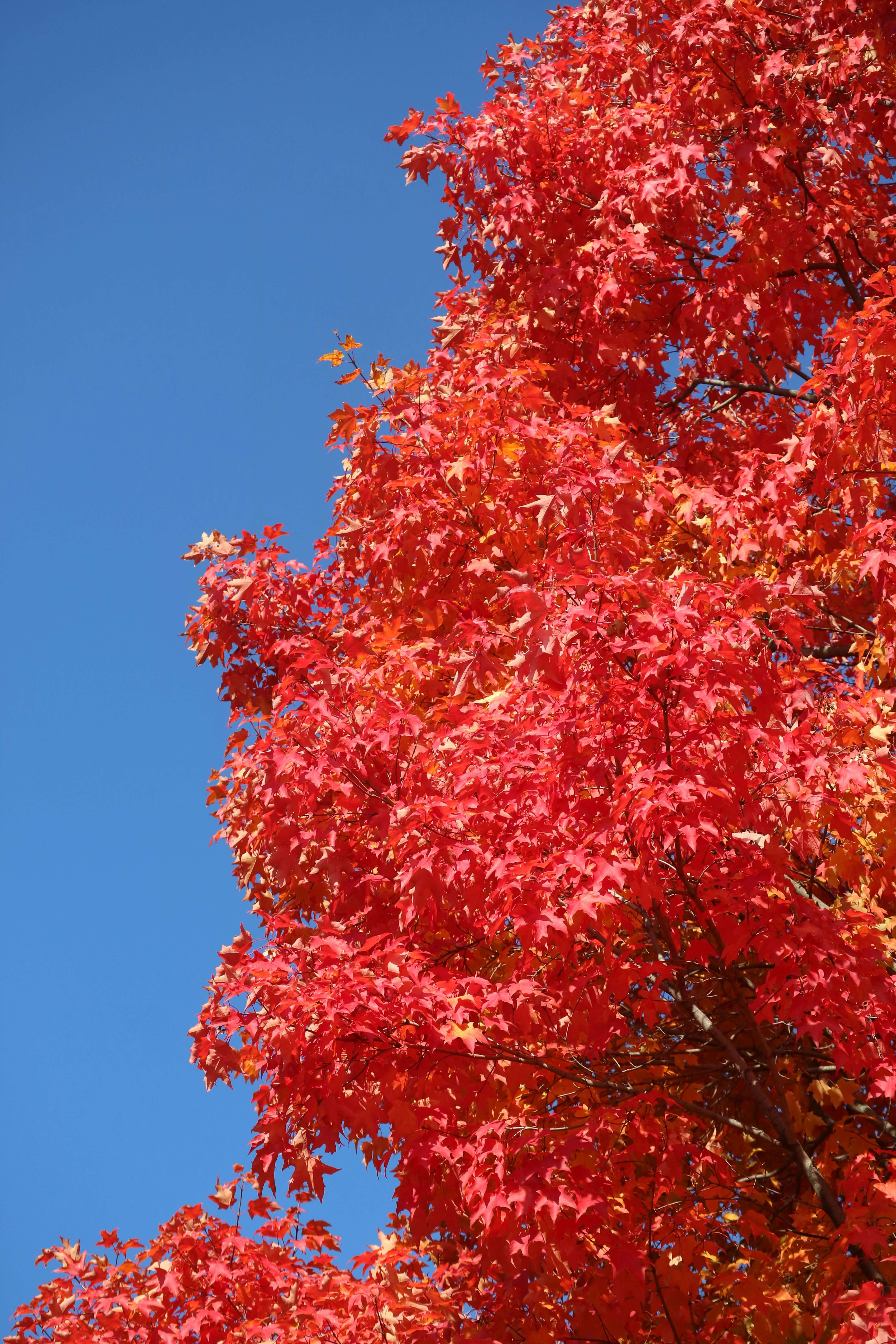 화담숲 단풍 예약