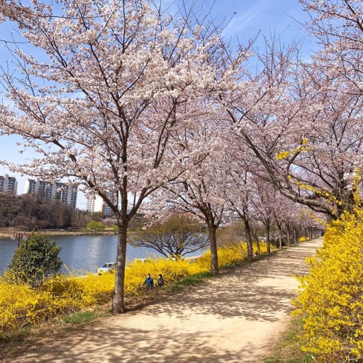 벛꽃 축제