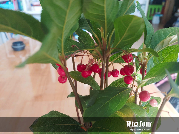 공기 정화 식물 천냥금 키우기