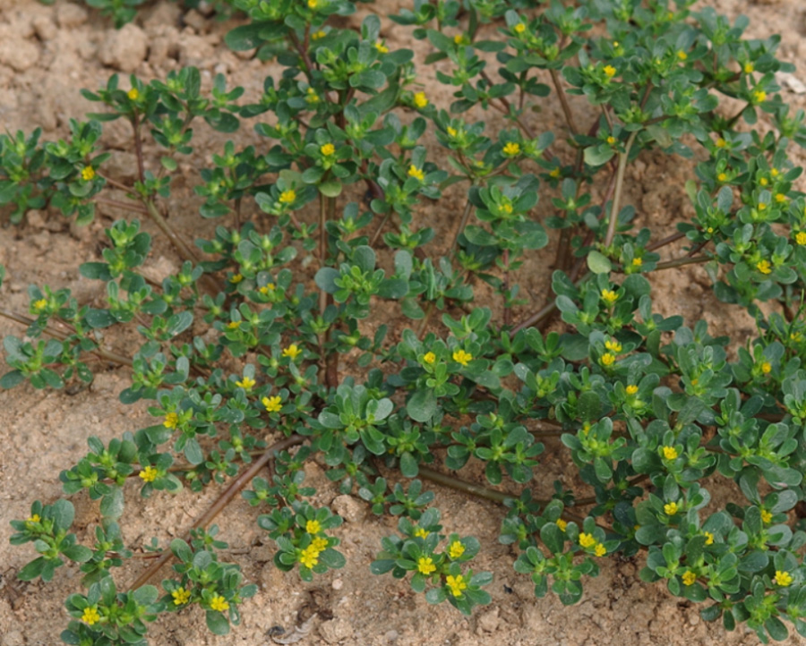 야생의 들판에서 잘 자라고 있는 쇠비름의 잎과 꽃 그리고 줄기를 확대를 하여 찍은 사진