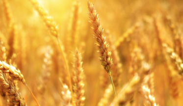 당뇨에 좋은 차 7가지 및 피해야 할 차 알아보기