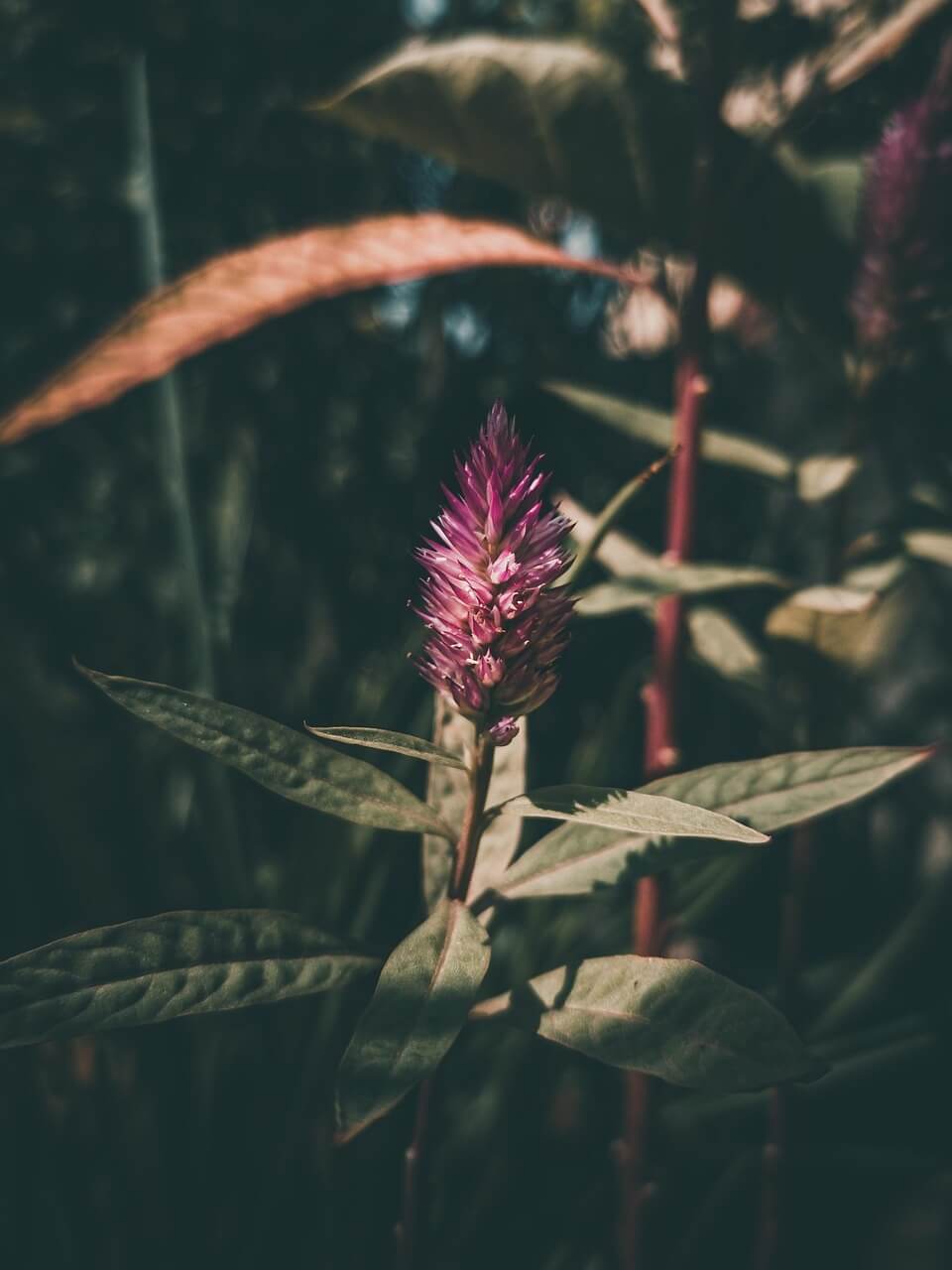 신안 섬 맨드라미 축제 일정