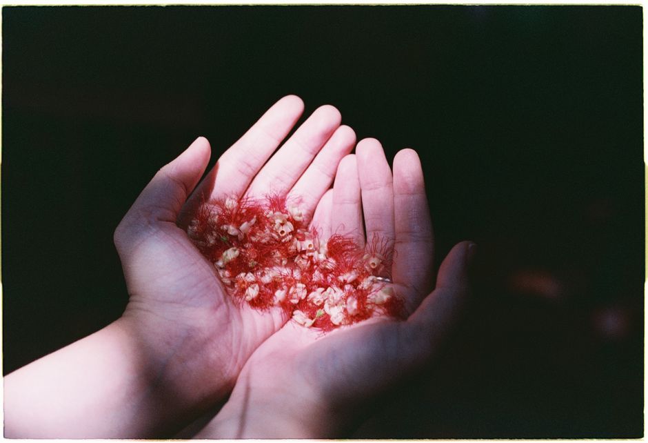 Close-up of open hands holding vibrant red seed pods in natural light.