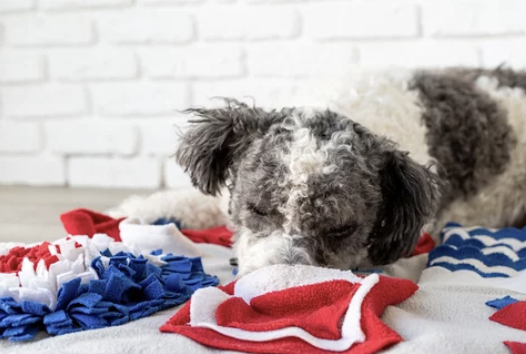 강아지 매트/출처:어도비스톡