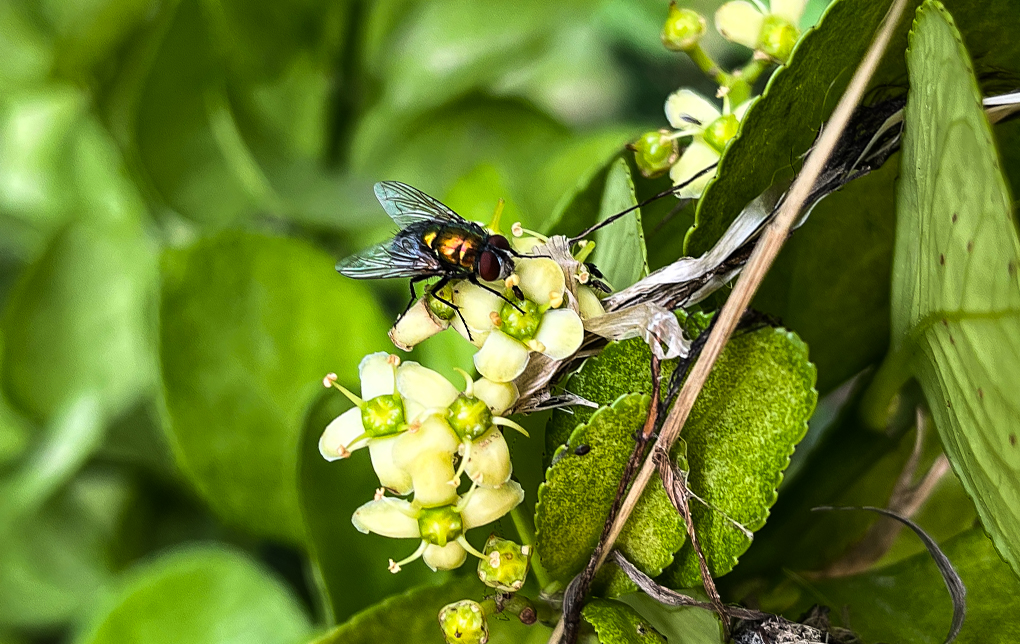 사철나무와 금파리