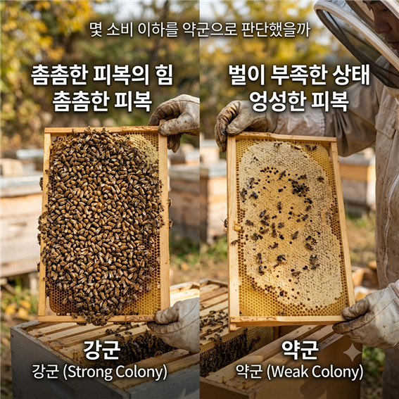 강군 약군 상태 비교 장면