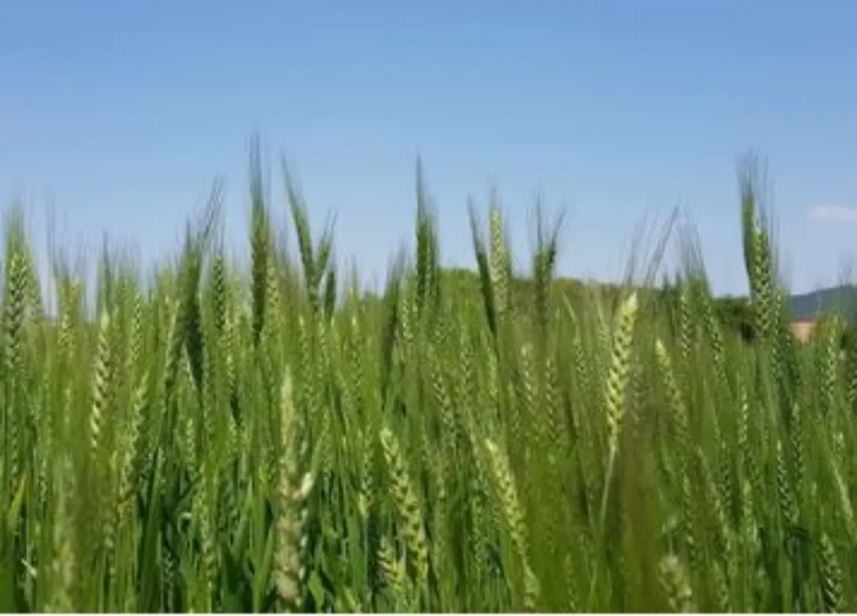 봄 보리 이미지