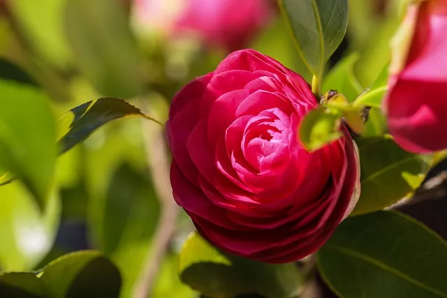 동백꽃 줄거리 김유정 단편소설 춘천_6