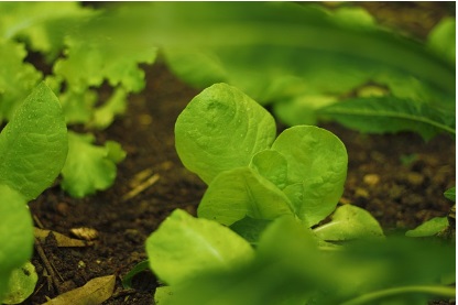 농지연금 지급방식 적용금리 및 지급정지사유
